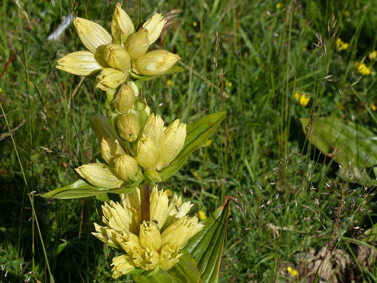 Gentiana burseri subsp. burseri (Gentianaceae)